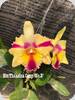 Rlc. Thaksina Candy No.2